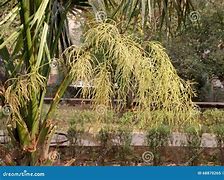 Image result for Chinese Fan Palm Plant Care