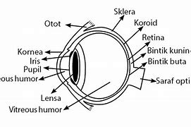 Image result for Gambar Mata Manusia