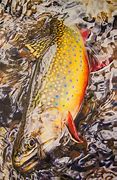 Image result for Brook Trout Art