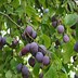 Image result for Plum Small Tree Flowering