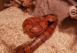 Image result for Coral Corn Snake