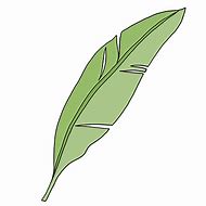 Image result for Drawing of Palm Leaf On Paper