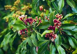 Image result for Spice Man Oak Tree