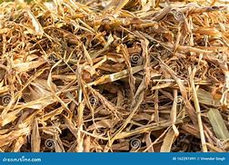 Image result for Corn Hay