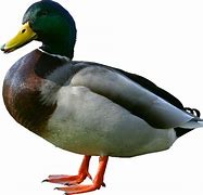 Image result for Wild Duck Clip Art