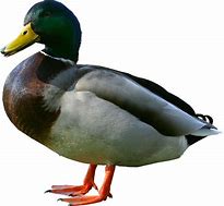 Image result for Duck Cartoon Clip Art