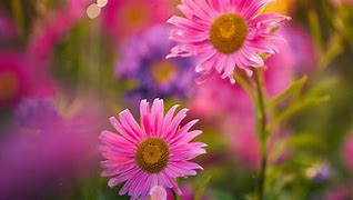 Image result for Flower Photoshop Background Blur