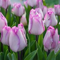 Image result for Triumph Tulips