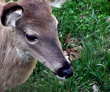 Image result for Cute Deer Face Outline