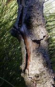 Image result for Bark Botany