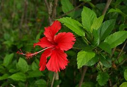 Image result for Yellow Paintbrush Flower