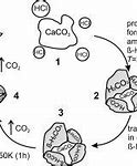 Image result for Carbonic Acid in Nature