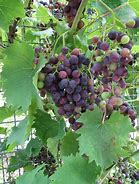 Image result for Vitis Vinifera