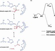 Image result for Amide Bond Hydrolysis