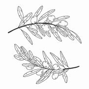 Image result for Symbol of Zeus Olive Branch