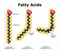 Image result for Types of Lipids Drawing