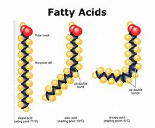 Image result for 2 Types of Lipids