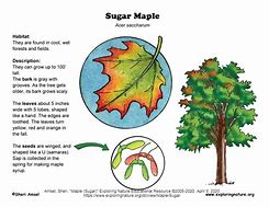 Image result for Sugar Maple Range