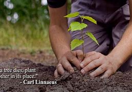 Image result for Quotes for Tree Planting