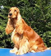 Image result for English Cocker Spaniel Mix