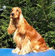 Image result for Jack Russell Terrier Cocker Spaniel Mix