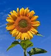 Image result for Sunflower