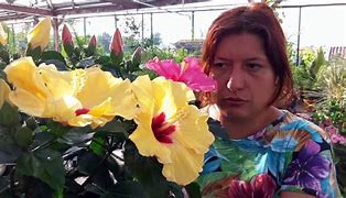 Image result for Hibiscus Rosa-Sinensis Flower