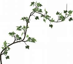 Image result for Climbing Ivy PNG