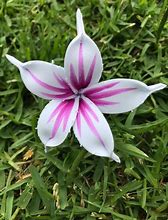 Image result for Head Sei Flowers Samoa