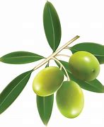 Image result for Olive Branch Graphic Clip Art