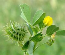 Image result for Medicago Polymorpha