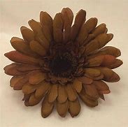 Image result for Brown Colored Flowers