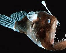 Image result for Angler Fish Photos