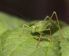 Image result for Leaf Insect Indonesia