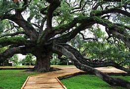 Image result for FL Oak Trees