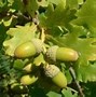 Image result for Acorn Nut and Oak Tree