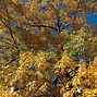 Image result for Chestnut Oak Tree Fall Color