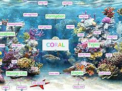 Image result for Coral Placement Chart