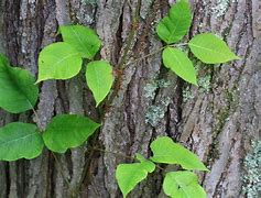 Image result for Is Poison Ivy a Vine