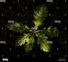 Image result for Dorment Oak Sapling