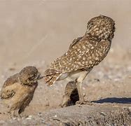 Image result for Burrowing Owl Chick and Adult