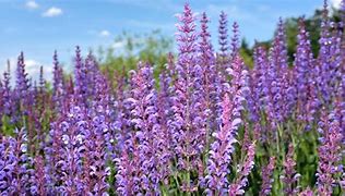 Image result for Perennial Flower Seeds