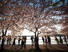 Image result for Cherry Blossom Wall Decals