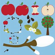 Image result for Apple Life Cycle Clip Art