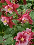 Image result for Columbine Songbird Cardinal