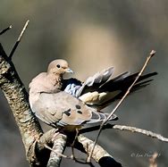 Image result for Bird Perched On a Branch