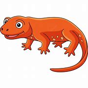 Image result for Water Newt