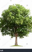 Image result for Safari Tree On White Background