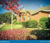 Image result for Best Fall Color Maple Tree