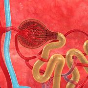 Image result for Nephrons in Kidney